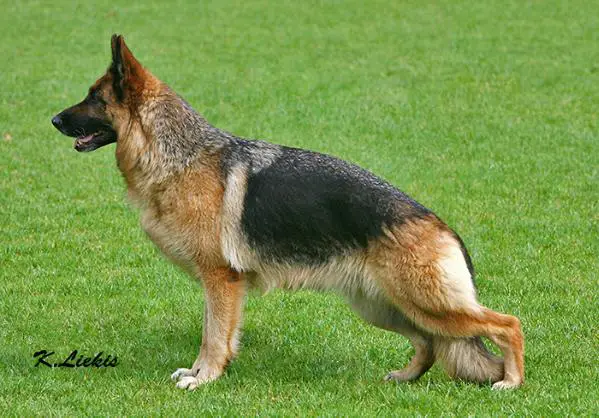 VA (EST), EST&LV JCH Kronis Boogie Woogie