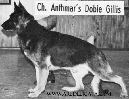CH (US) Anthmar's Dobie Gillis