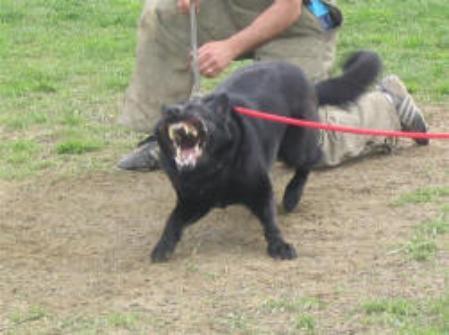 SG (US) Zeppo van't Leefdaalhof