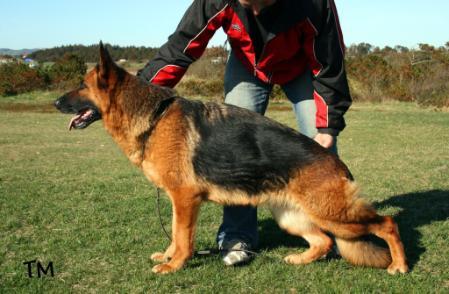 NUCH Rallarbo's Gipsy Queen