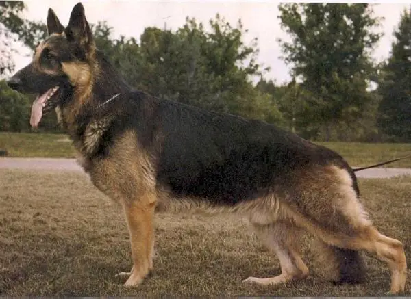 CH (US) Caralon's Nicholas of Judeen