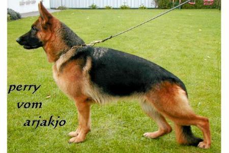 V Perry von Arjakjo