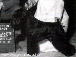 Ch. BIS Ch. Sibehil's Dark Shadows