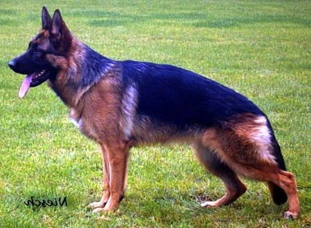 V Jenske von der Lentfert Hoeve