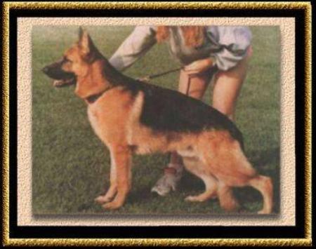 EXC.MERIT (AUST) CH. Crossfire Cruise Missile