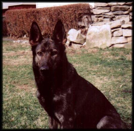 G Zolli vom Haus Sevens