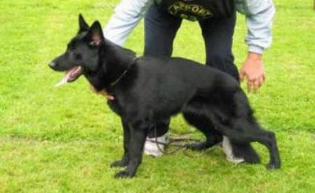 Jitsu van het Zuidpark