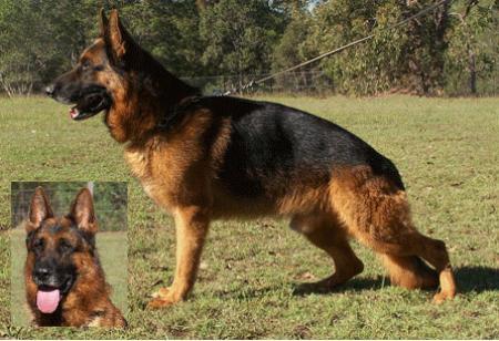 VA (AUST) AUST CHAMP Crossfire Chatos County 'A' 'Z' H-neg BSCL.1