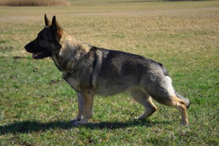 SG Enya vom Kammberg