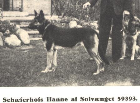 Schæferhofs Hanne af Solvænget