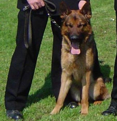 . CARLITHOS ARKLE (Police Dog)