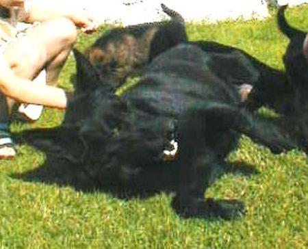 G Chyta z Lipin