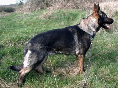 Barinja von Schraderhaus