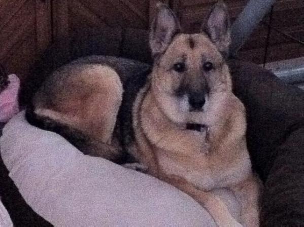 Ciera vom Haus Bartnick