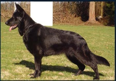 Evita von der Daelenberghütte