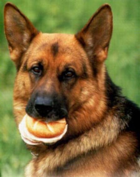 Santo vom Haus Zieglmayer