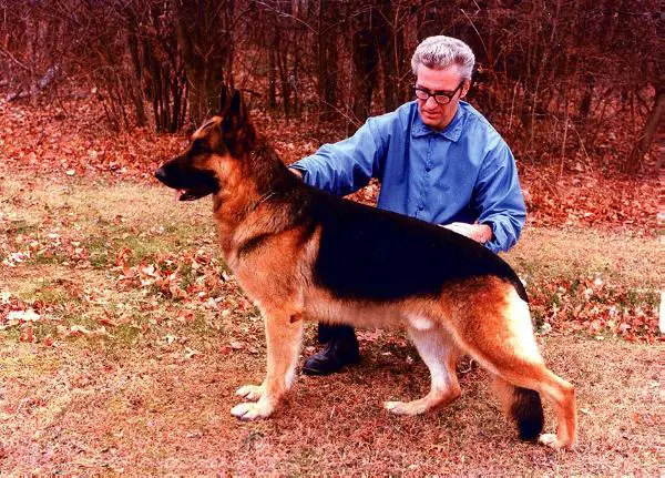 VA2  AND US CHAMPION Masko vom Königstein