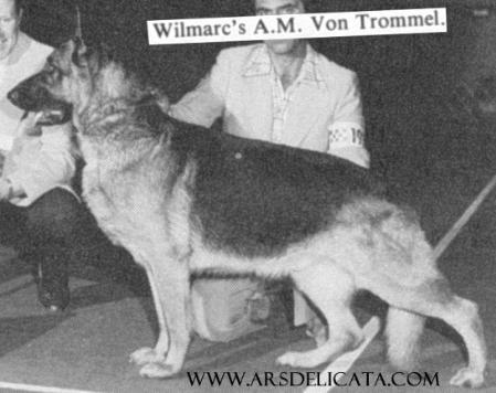 CH Wilmarc's A.M. von Trommel