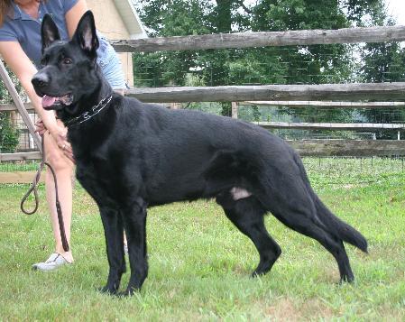 Justice vom Leerburg II