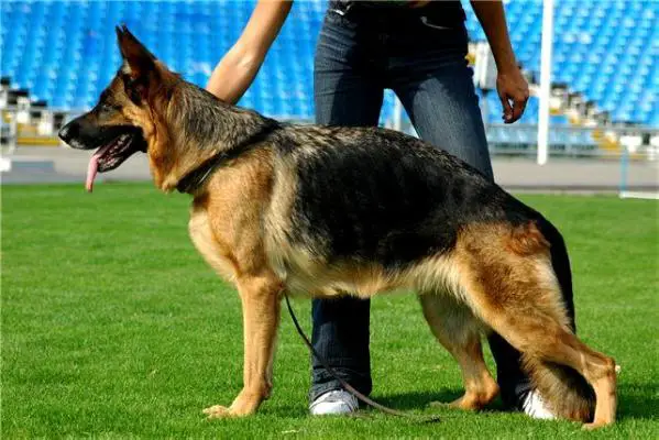 VA1 (RU) Belye Nochi Zolotaya