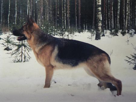 LV CH Brenda Tonberg