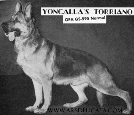 Yoncalla's Torriano