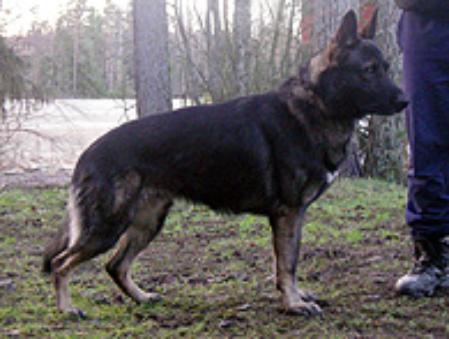 SCHH1 AES DOG Gerry Grauenfeld