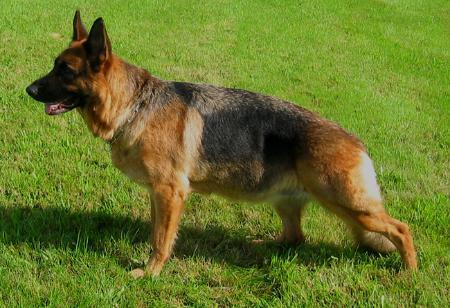 Skeyna vom Zellwaldrand