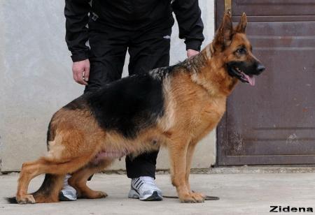 Calypsa vom Panoniansee