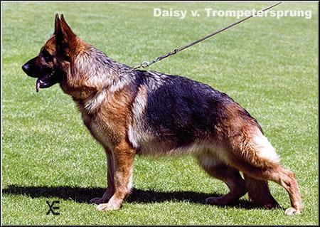 VA8-VA3(ESP)-VA6(FR) Daisy vom Trompetersprung