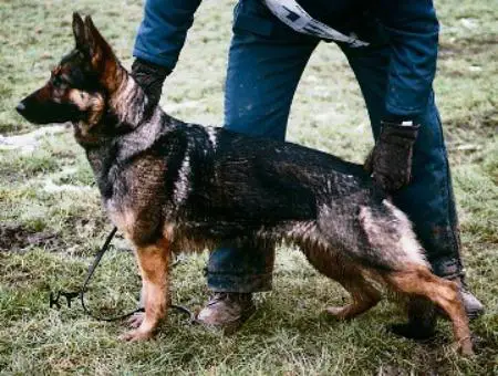 SG Assia DK05408/2002