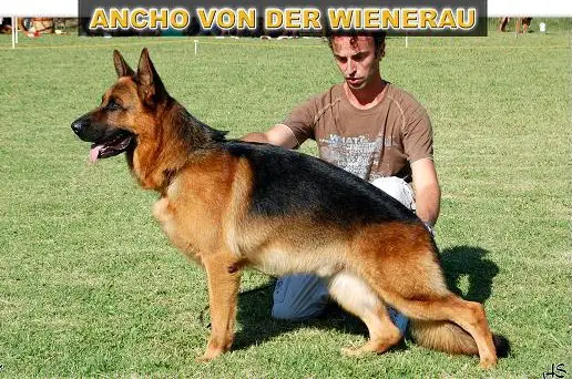 Ancho von der Wienerau