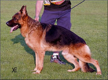 V, JUGEND SIEGER FRANCE Vasco I du Domaine du Parc