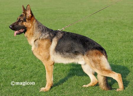 Hannibal Von Haus Bura