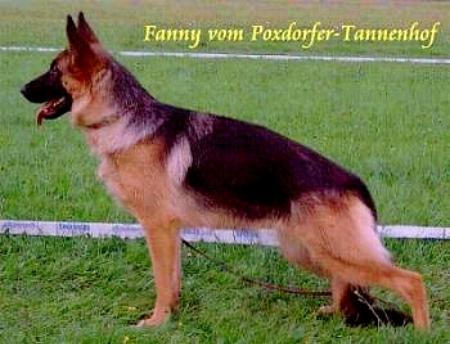 Fanny vom Poxdorfer-Tannenhof