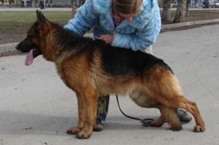 V Kuno vom Taubenbrunnen
