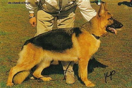 Yuca De Chenil El Togo