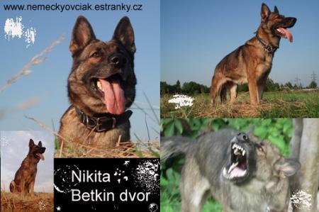 G Nikita Betkin dvor