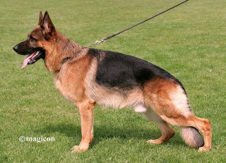 3 X VA (DK) Chijas Weiko