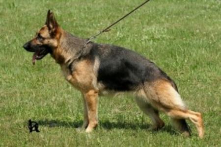 V Monna hartis bohemia