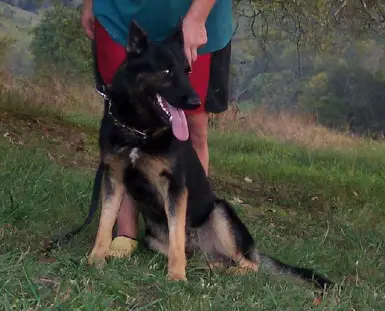 Aik Von Der Annaburger Heide