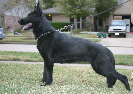 SG Rosi vom Ludwigseck