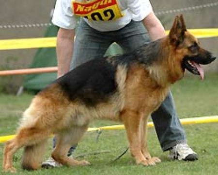 VA10 ITALIA Bred delle Terre Matildiche