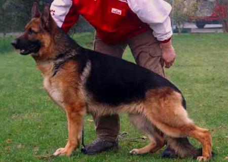 V Quincey vom Gödinghofer Weg