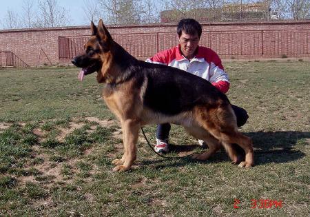 Zorro vom Bauhofer-Land