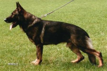 SG Kallimero vom Ebsdorfergrund