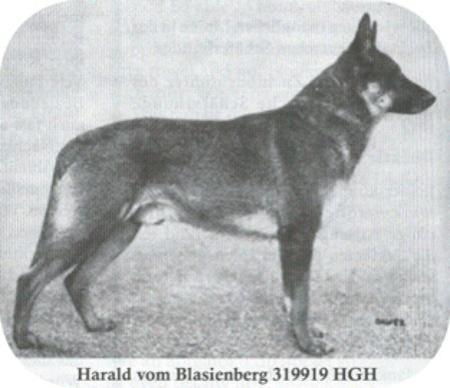 Harald vom Blasienberg