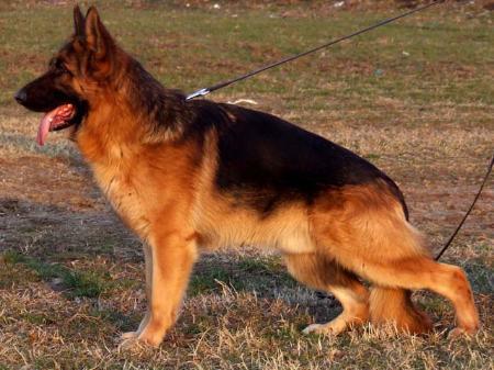 V Ford Helena Golden Haus