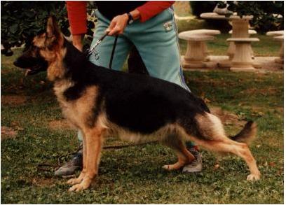 Christie du Val des Hurles Vent