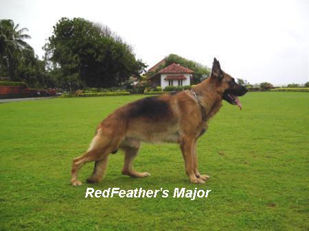 (INDIA) Redfeather's Major